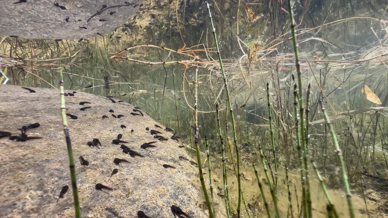 Pool frog (Pelophylax lessonae) tadpoles looking for food on a rock in a shallow pond on a sunny day. Estonia.