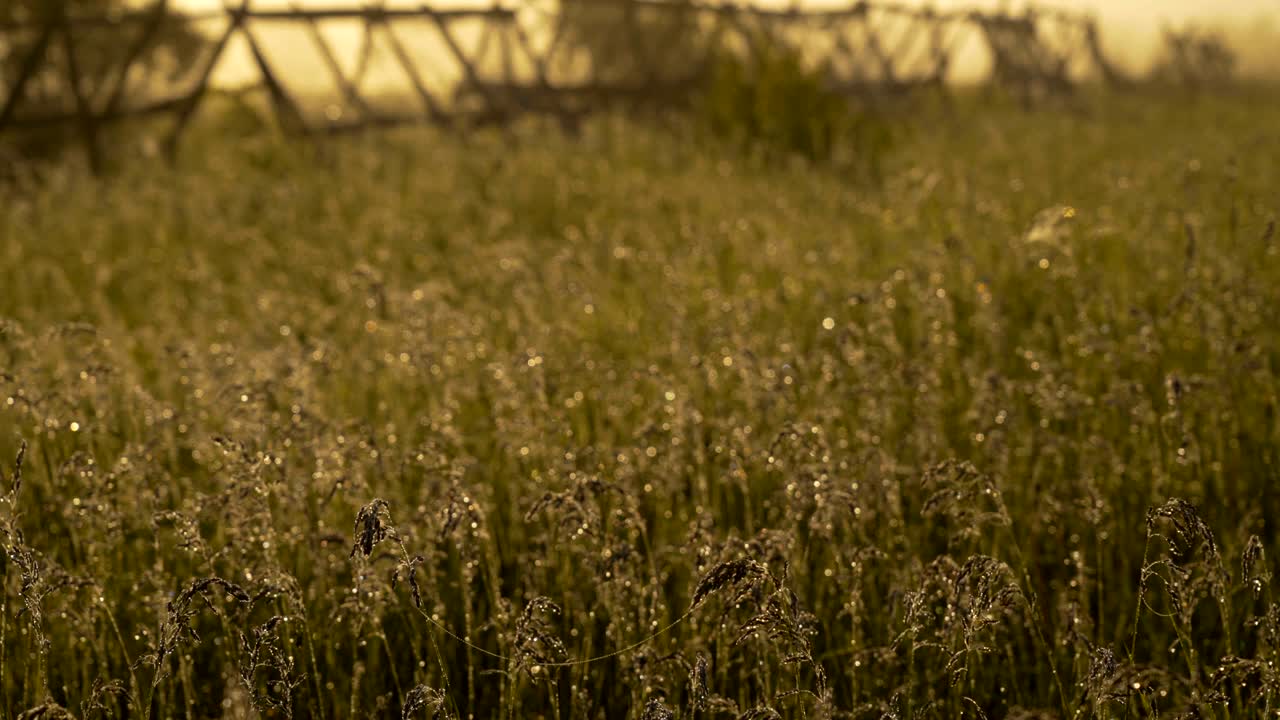 movimiento dolly: fondo de gotas de rocío en la hierba verde brillante con haz de sol. bokeh natural brillante. enfoque suave. fondo creativo abstracto. pequeña profundidad de campo. primer plano. 4k