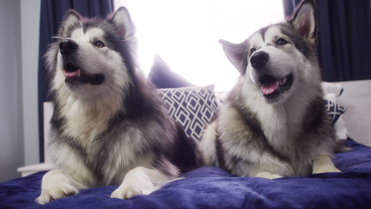 그냥 두 명의 귀여운 사람들이 어울리고 있습니다.