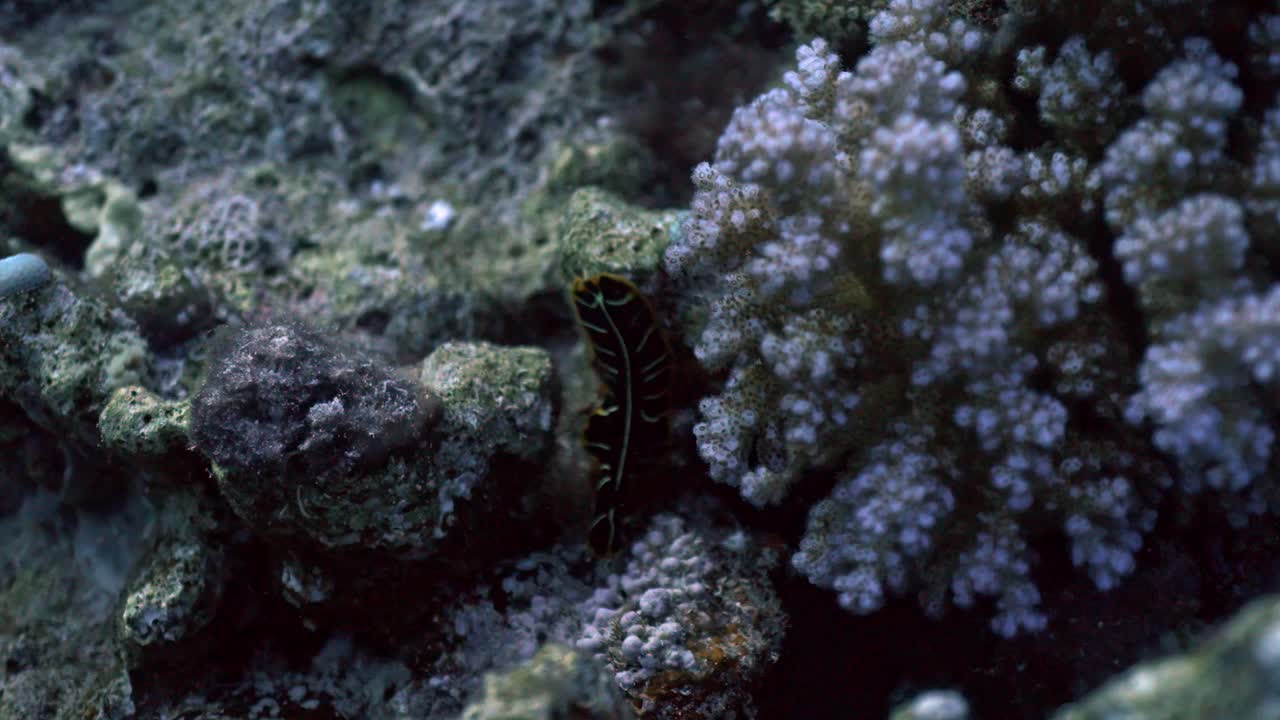 This macro shot captures a nudibranch (specifically a species like Nembrotha lineolata or a similar polycerid) crawling across the reef substrate