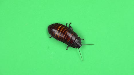 madagascar cockroach crawls. green screen. view from above