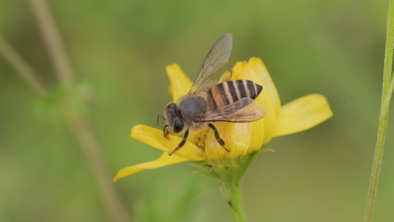 Indian Honey Bee collecting nectar from a bright yellow flower on a misty monsoon morning