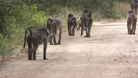 Babuinos-Chacma-Maduros-Paseando-Por-Un-Sendero,-Con-Dos-Jóvenes-Retozando-Dentro-De-La-Manada-En-El-Parque-Nacional-Kruger