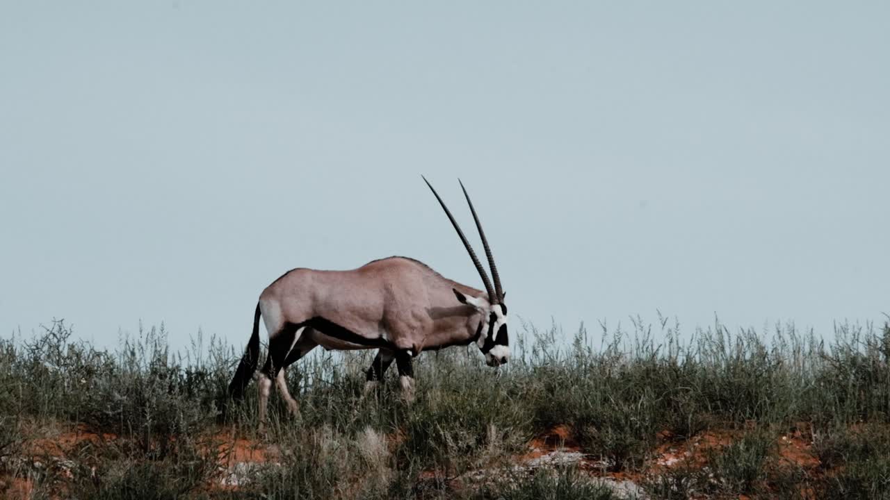 A beautiful Gemsbok with impressive horns, walking on a red sand dune of the Kalahari after the rains