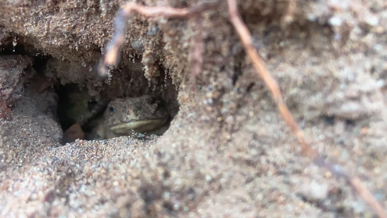 개구리는 작은 벌레를 먹습니다.