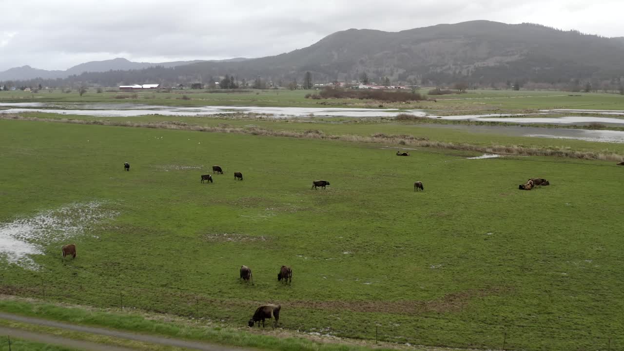 Mandria di bovini Black Angus che pascola su pascoli erbosi, Oregon, USA, vista aerea