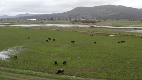 Rebaño-De-Ganado-Angus-Negro-Pastando-En-Pastizales,-Oregon-Usa,-Vista-Aérea