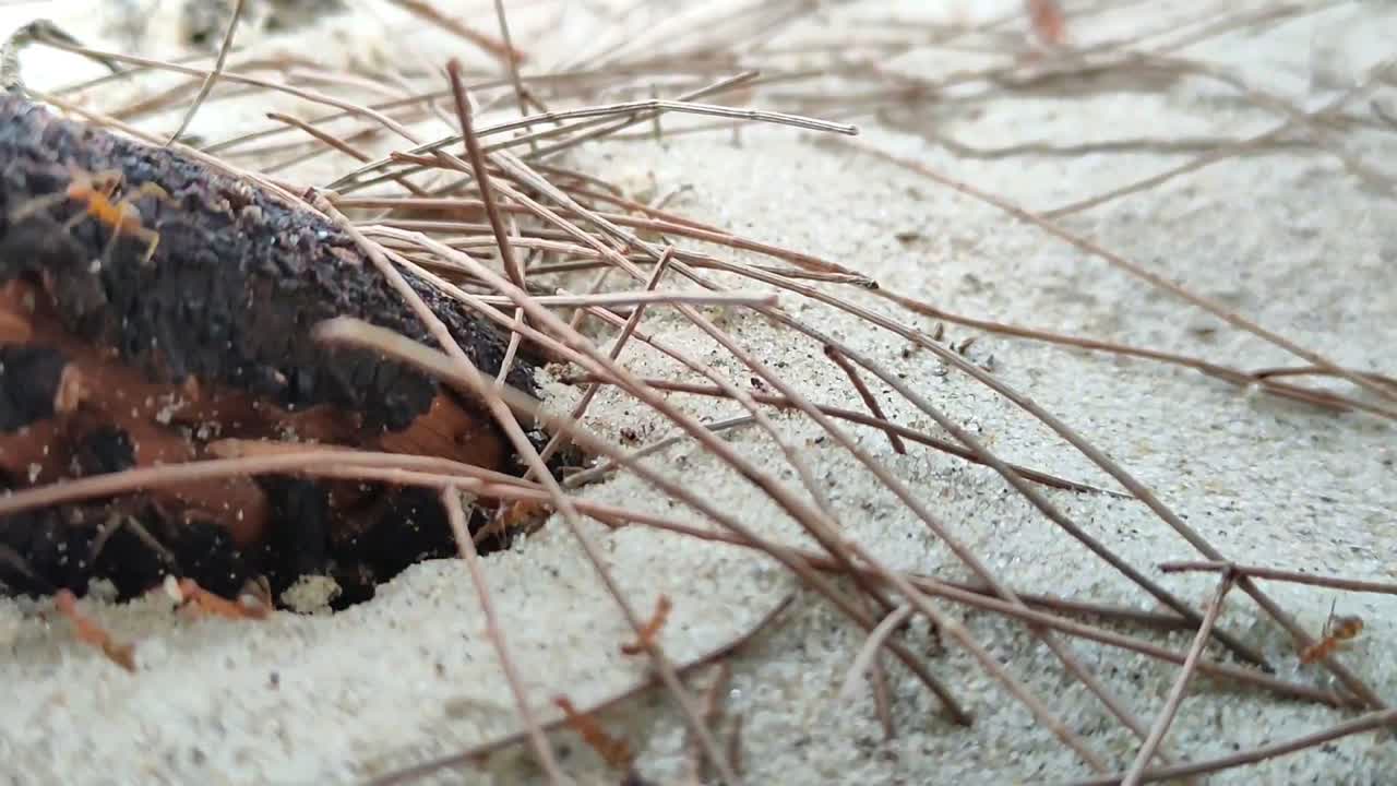 A small, red ant colony inhabits the sandy shores of a tropical beach. The tiny insects are seen moving and interacting within their natural coastal environment.