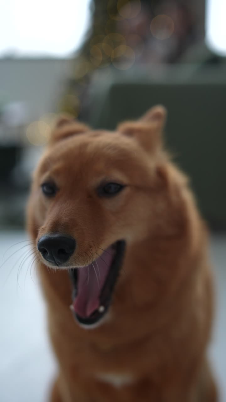 A Finnish Spitz Dog