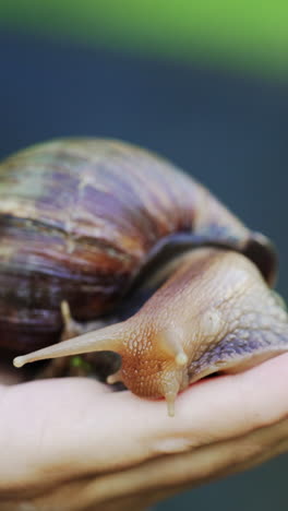 the girl holds a snail in her hand. a large thoroughbred snail is in the background of the park. vertical video