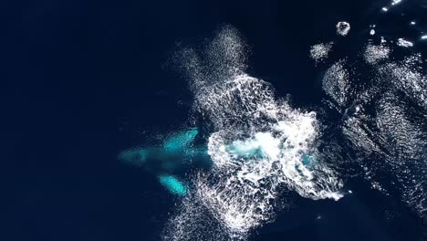 a playful humpback whale chin slaps immediately after a huge breach in perfect pacific blue calm ocean water conditions