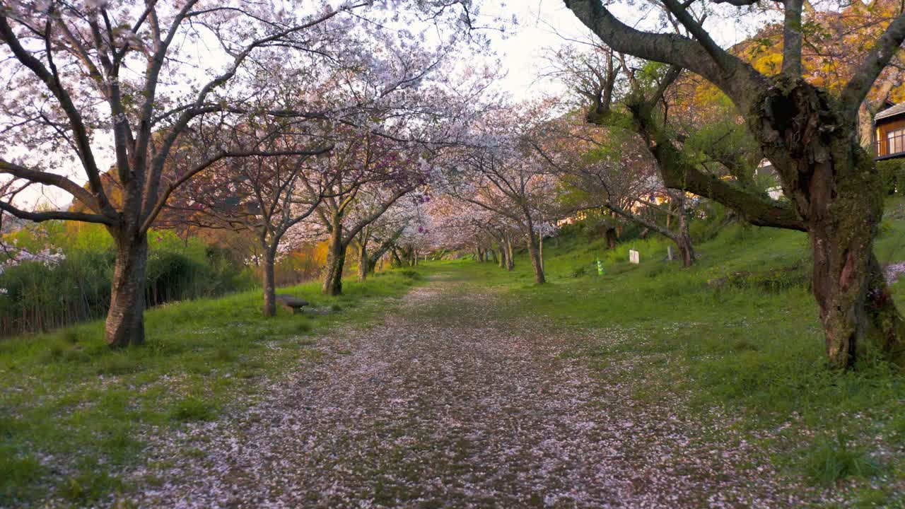 Sakura Cherry Tree Grove in Bloom, Spring in Japan Push Shot