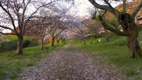 el bosque de cerezos sakura en flor, primavera en japón