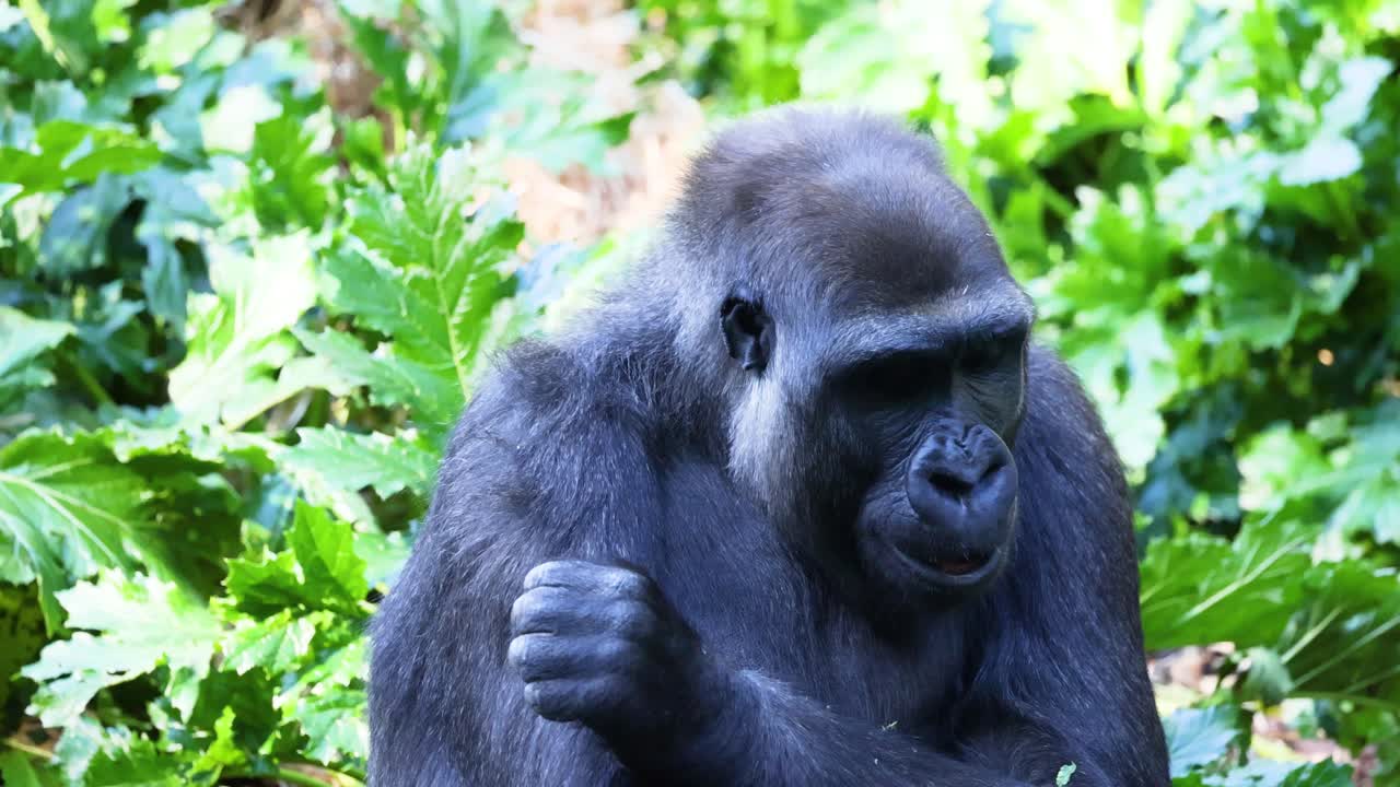 gorila comiendo hojas en un entorno exuberante