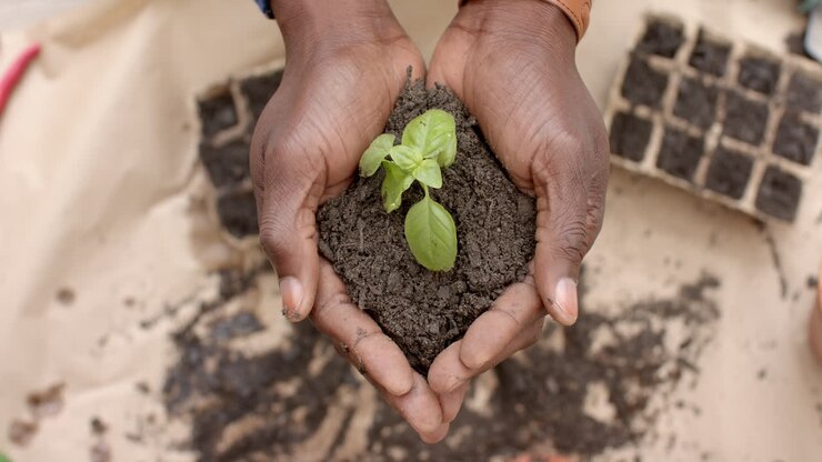 Mani di un uomo afroamericano maturo che tiene del terriccio con una piantina sopra un tavolo in giardino, al rallentatore