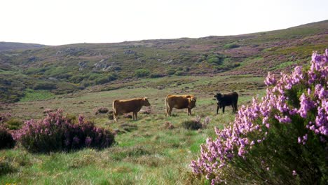 Herd-of-cattle-graze-preen-and-clean-themselves-in-zamora-spain-hilly-landscape