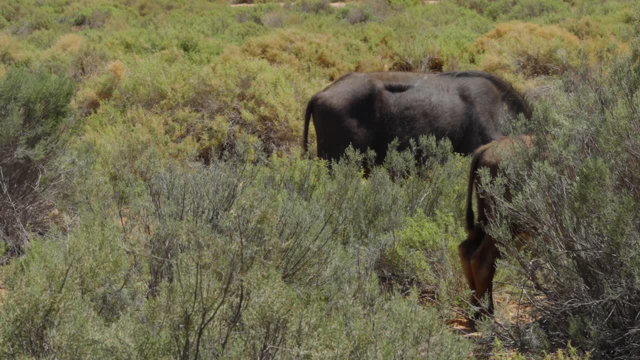 Gruppo di gnu in mandria che attraversa la natura selvaggia durante un safari in Sudafrica.