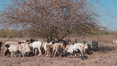 a shepherd's flock of sheep and goats are gathered under a dry bush to get out of heat from the sun