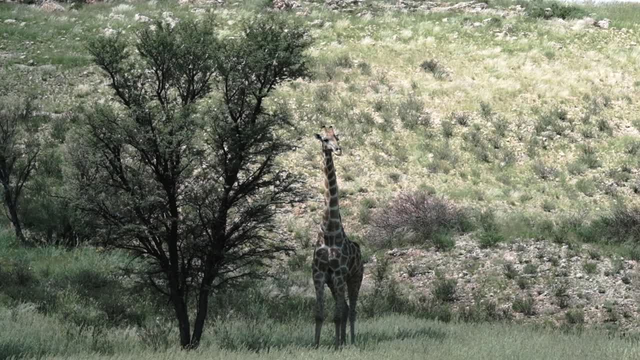 A lone giraffe eating from a tall tree in the Kalahari after the rains