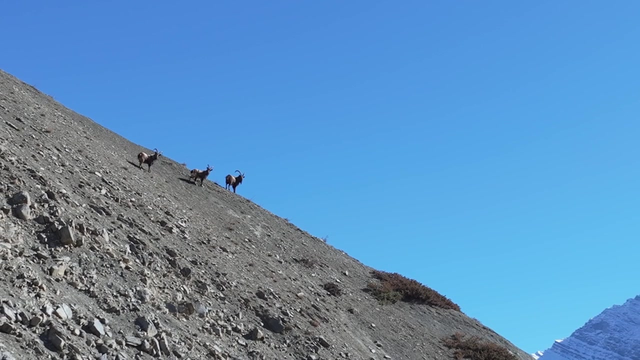 Stenbocksflock navigerar brant stenig terräng på en karg bergssida i Himalaya. Drönarbilden fångar djuren mot klarblå himmel med snötäckta toppar synliga i bakgrunden.