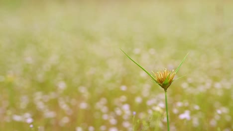 hierba con una florecilla rodeada por un bokeh de flores blancas y plantas verdes