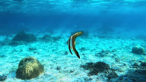 Nahaufnahme-Von-Platax-fischen,-Die-Auf-Dem-Klaren-Blauen-Wasser-Des-Meeres-Schwimmen