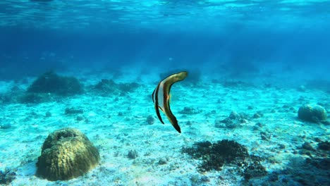 primer plano de platax peces nadando en las claras aguas azules del mar