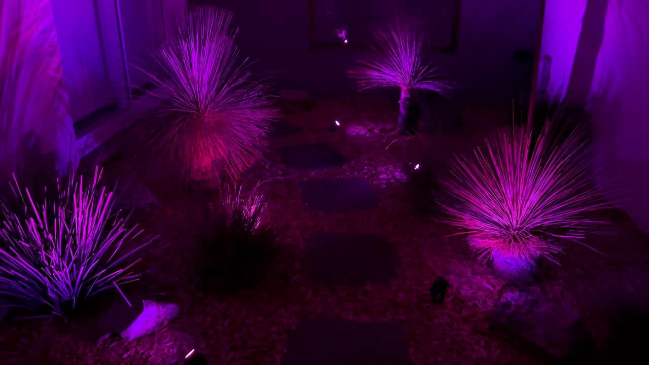 활기찬 불빛 이 밤 에 정원 을 비추고 있다