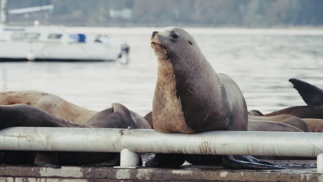 Sea lions rest on dock in autumn, showing nature and marine life scene