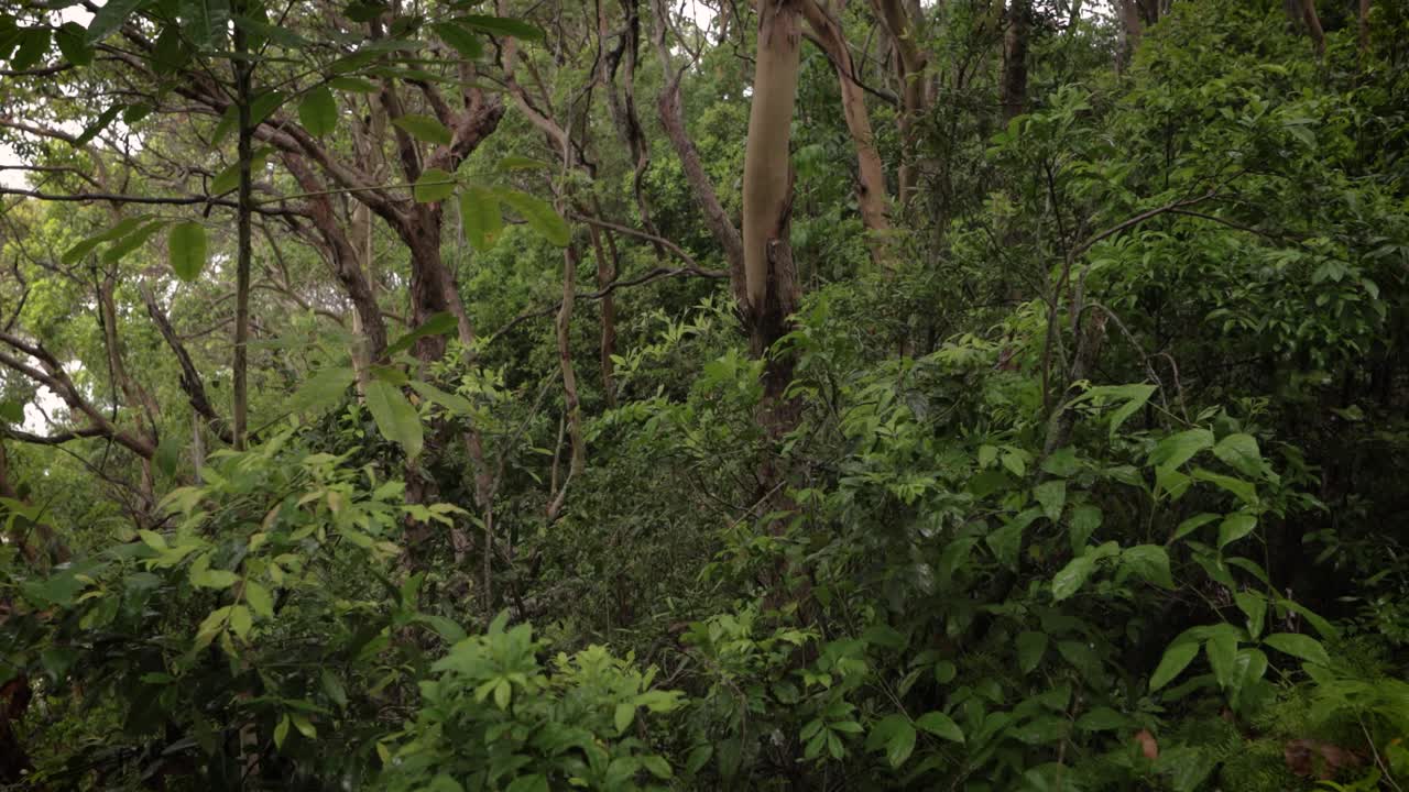 Viste della foresta lungo i sentieri escursionistici nel Parco Nazionale di Burleigh Heads, Gold Coast, Australia.