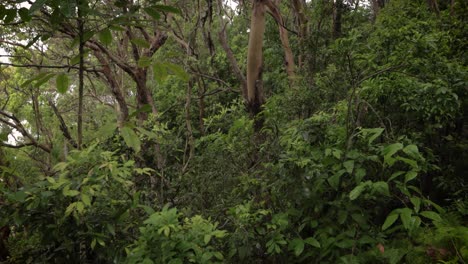 Blick-Auf-Den-Wald-Entlang-Der-Wanderwege-Im-Burleigh-Heads-National-Park,-Gold-Coast,-Australien