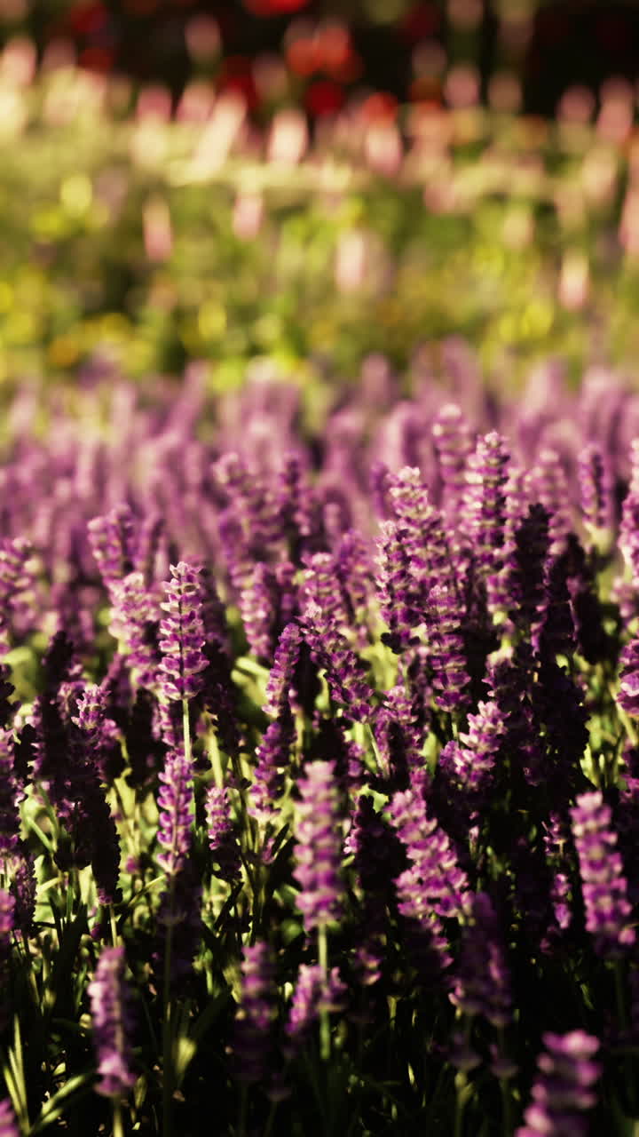 Un campo di fiori di lavanda viola in fiore