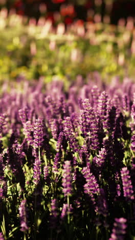 un campo de flores de lavanda púrpura en flor