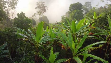 Tropical-Banana-Trees-Near-Amazon-Mountains-Of-Rionegro-In-Antioquia,-Colombia