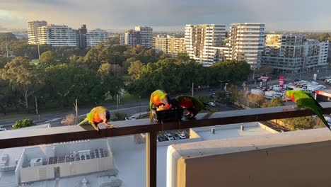 Lorikeet-Arcoiris-Alimentándose-En-El-Balcón-Con-Vistas-A-La-Autopista-Y-Al-Río-Cerca-Del-Aeropuerto-De-Sydney-Al-Amanecer