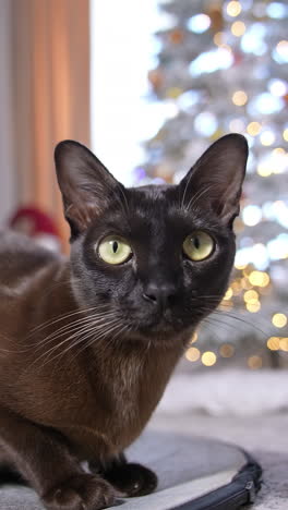 Adorable young kitty home sitting. Attractive dark cat sitting near the christmas tree. Vertical video
