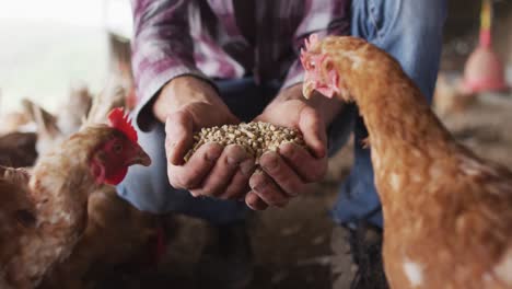 Midsection-of-caucasian-man,-working-on-farm,-feeding-chickens