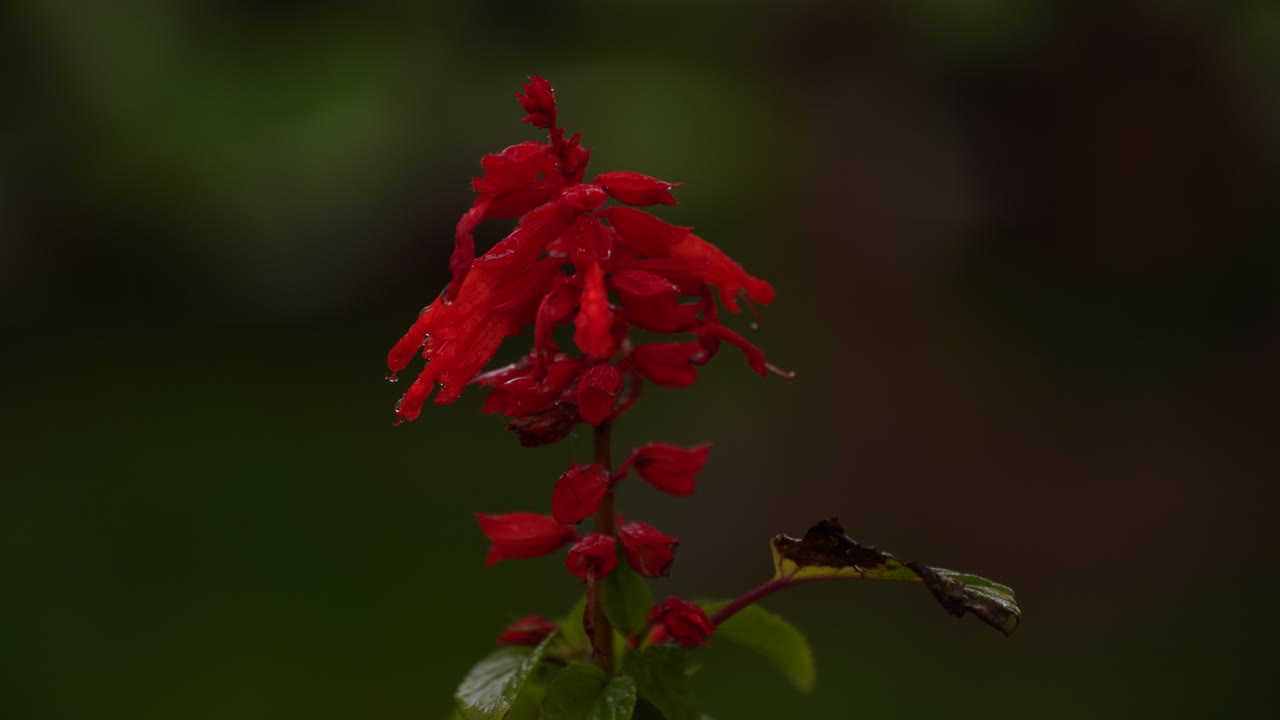 la salvia roja espléndida en un día lluvioso: flores vibrantes contra un fondo verde exuberante