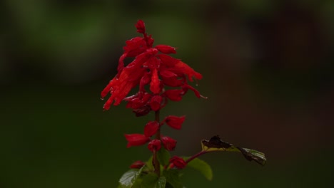 Red-Salvia-Splendens-on-a-Rainy-Day:-Vibrant-Blooms-Against-a-Lush-Green-Background