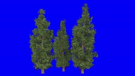 3d eastern red cedar cluster with wind effect on blue screen 3d animation