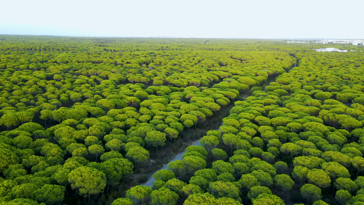 스페인의 엘 롬피도 근처 숲에 있는 풍부한 돌 소나무 한가운데 있는 비포장 도로