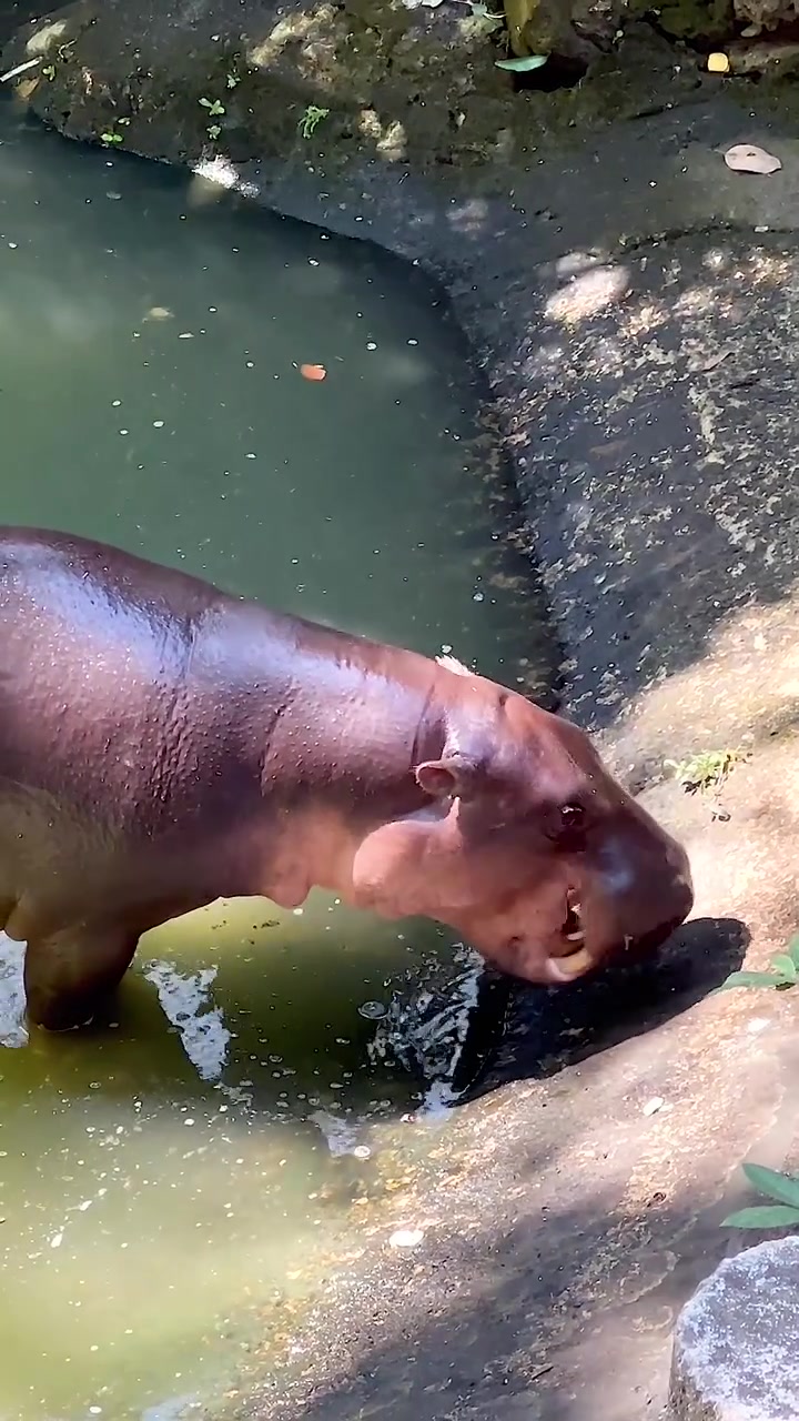 Dvergflodhest utforsker vannet i Chonburi dyrehage