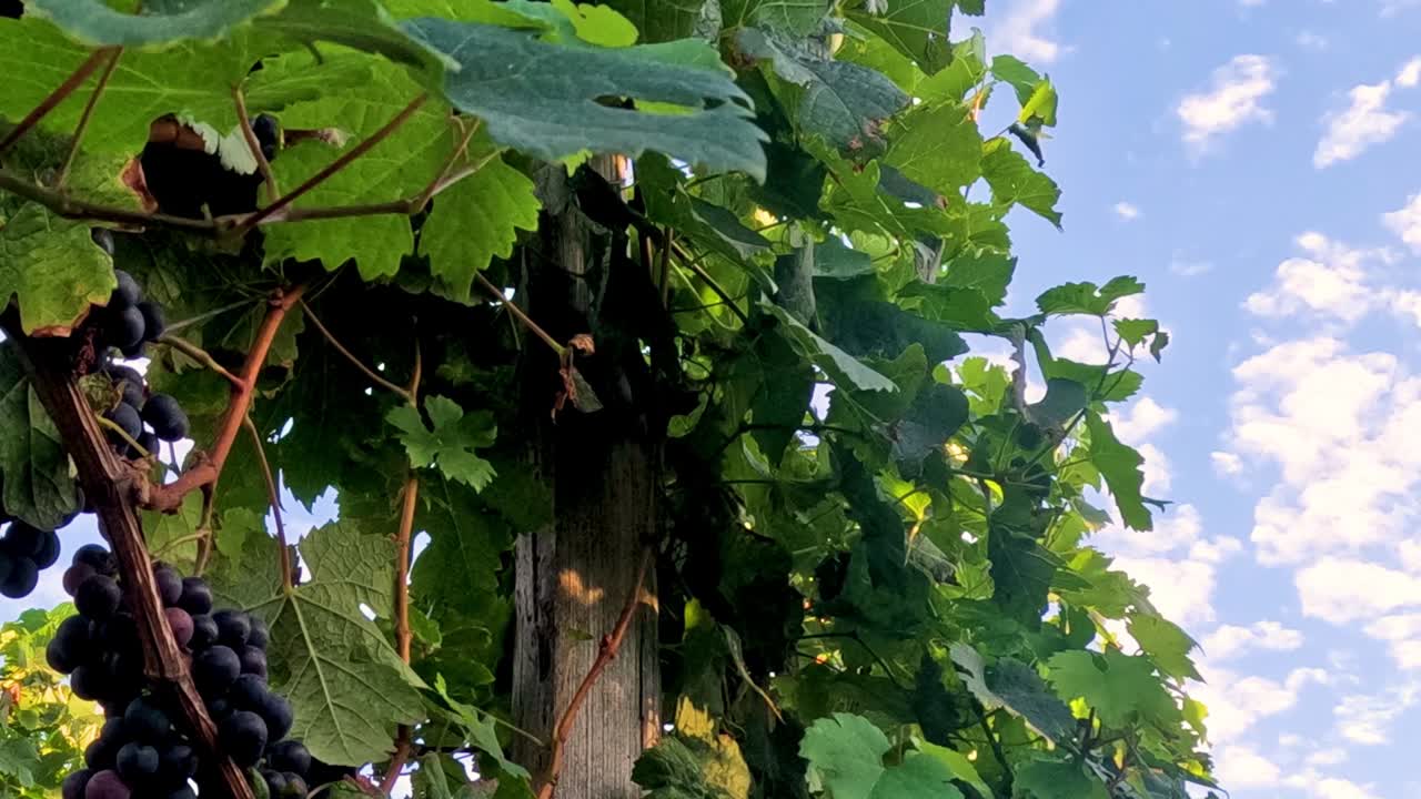 Detailed view of grape clusters and lush leaves with a backdrop of a clear blue sky.