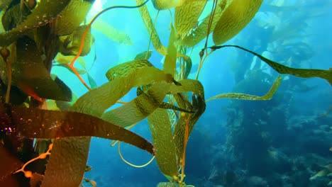 a towering and mysterious kelp forest covers the diversity of marine life