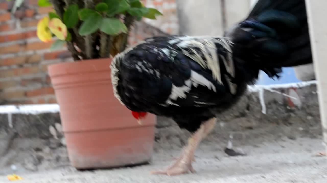 rooster sharpening its beak, worms view