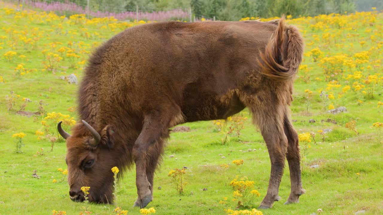 European bison calmly grazes on lush grassland, surrounded by wildflowers under natural daylight