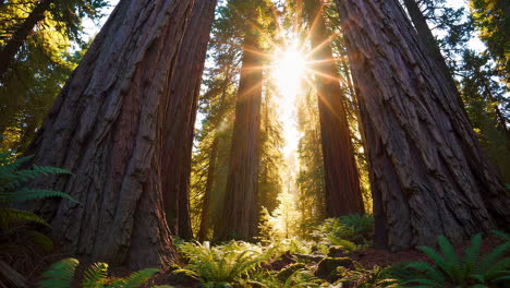 sunlight through redwood trees in a lush forest