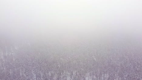 Schneebedeckte-Kiefern:-Luftaufnahme-Des-Winters-In-Den-Nebelverhangenen-Wäldern-Lettlands