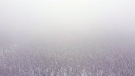 Pinos-Cubiertos-De-Nieve:-Video-Aéreo-Del-Invierno-En-Los-Bosques-De-Letonia-Cubiertos-De-Niebla