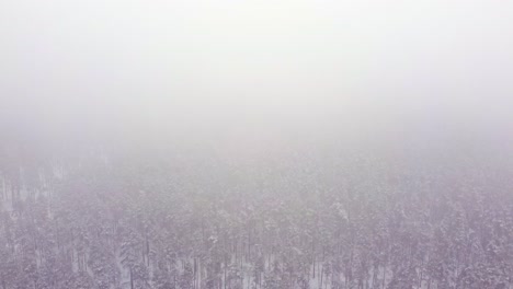 pinos cubiertos de nieve: video aéreo del invierno en los bosques de letonia cubiertos de niebla